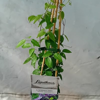 Clematis Jackmannii