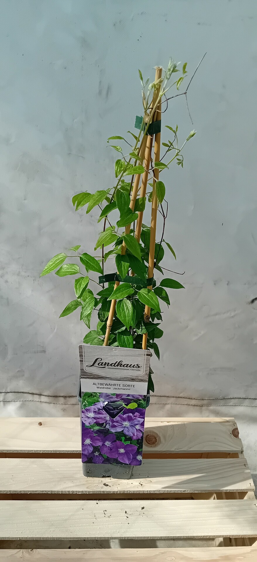 Clematis Jackmannii