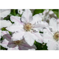 Clematis John Paul II