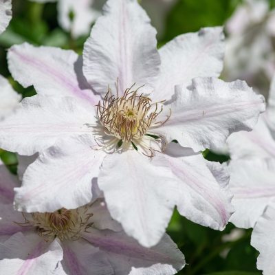 Clematis John Paul II