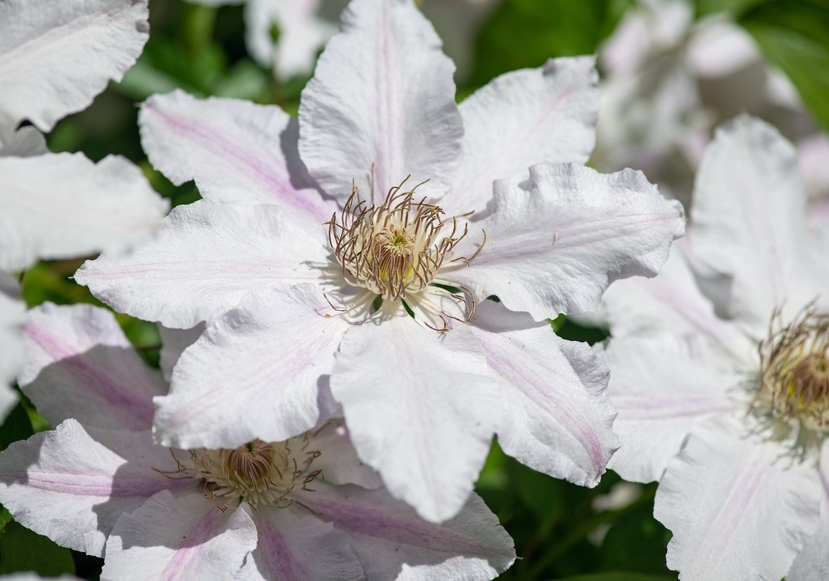 Clematis John Paul II