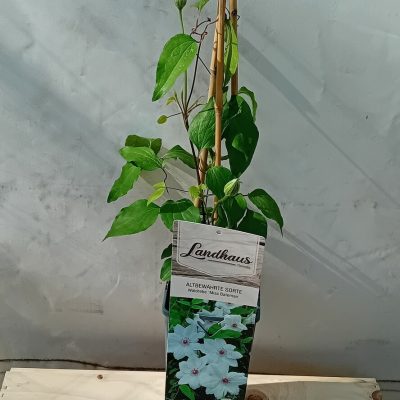 Clematis MISS BATEMAN
