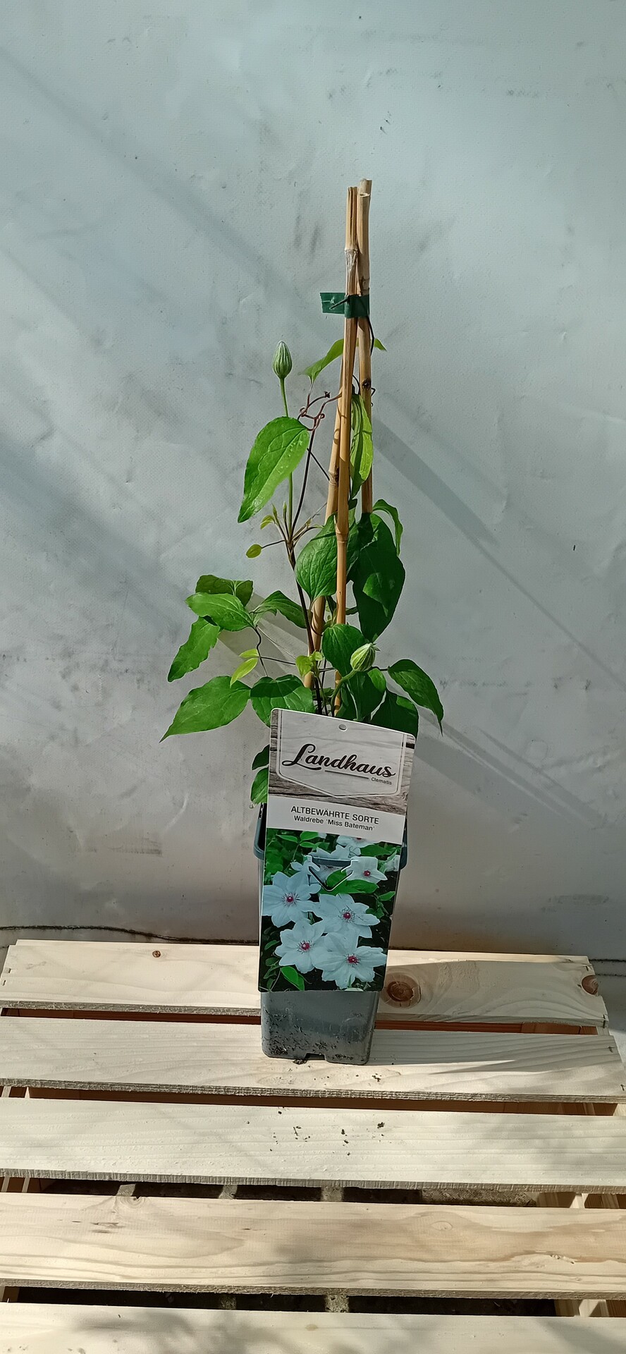 Clematis MISS BATEMAN
