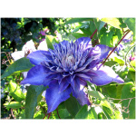 Clematis MULTI BLUE