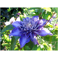 Clematis MULTI BLUE