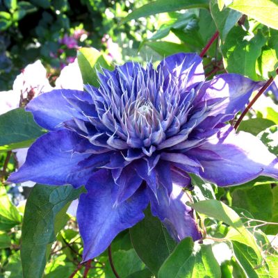 Clematis MULTI BLUE