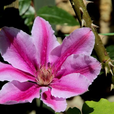 Clematis NELLY MOSER