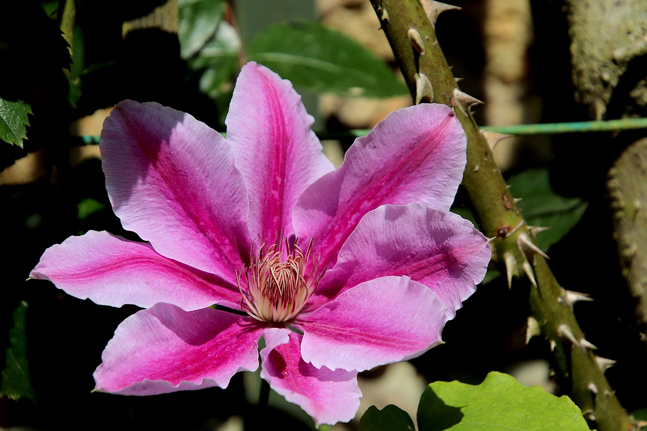 Clematis NELLY MOSER