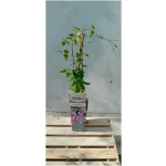 Clematis PILLU