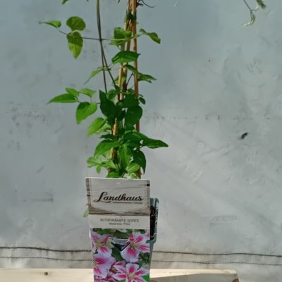 Clematis PILLU
