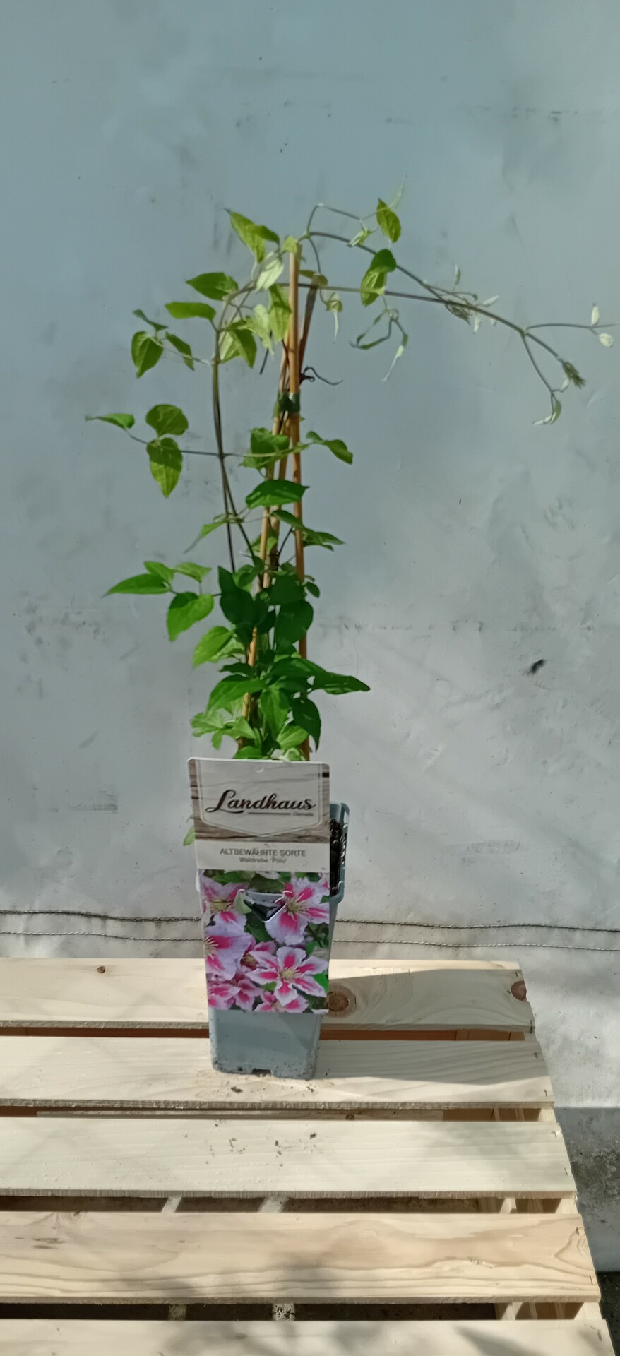 Clematis PILLU