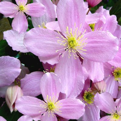 Clematis RUBENS