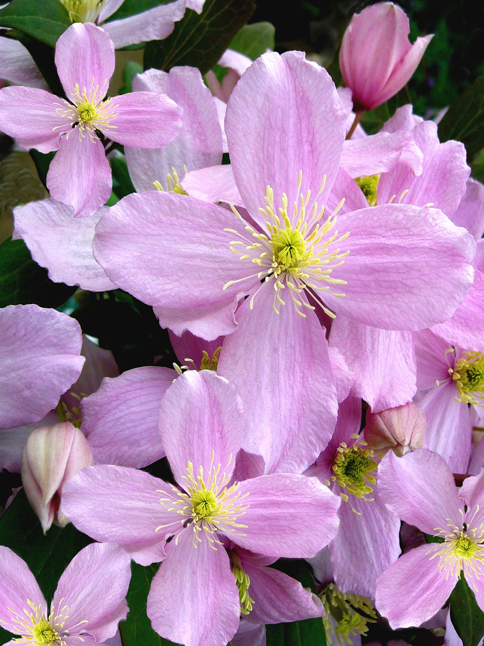 Clematis RUBENS