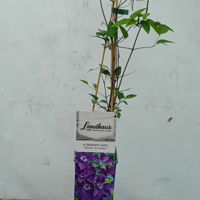Clematis THE PRESIDENT