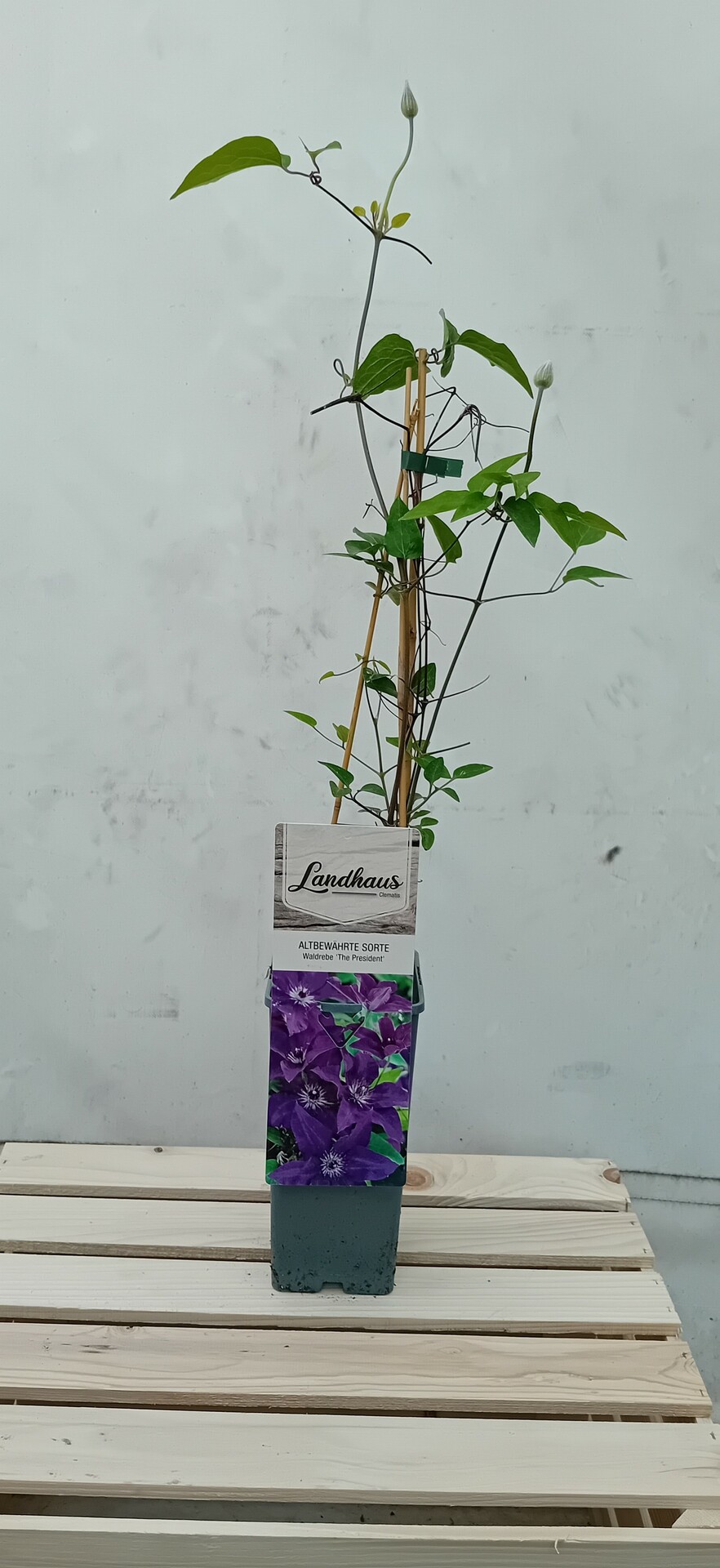 Clematis THE PRESIDENT