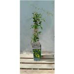Clematis Tibetský Tangutica