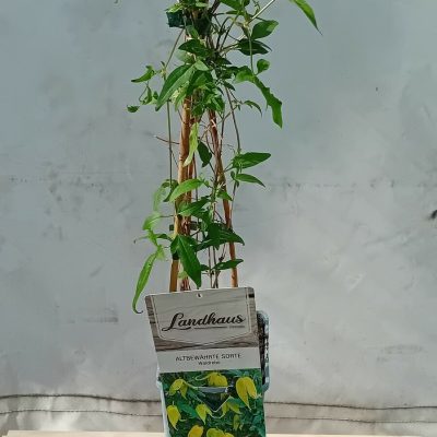 Clematis Tibetský Tangutica