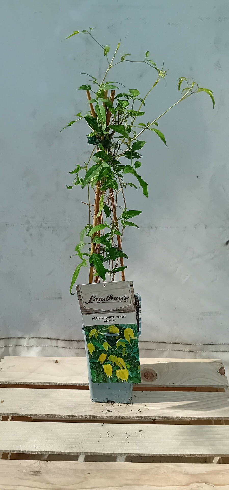 Clematis Tibetský Tangutica