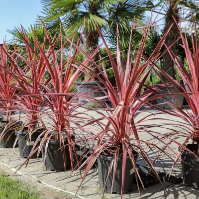 CORDYLINE