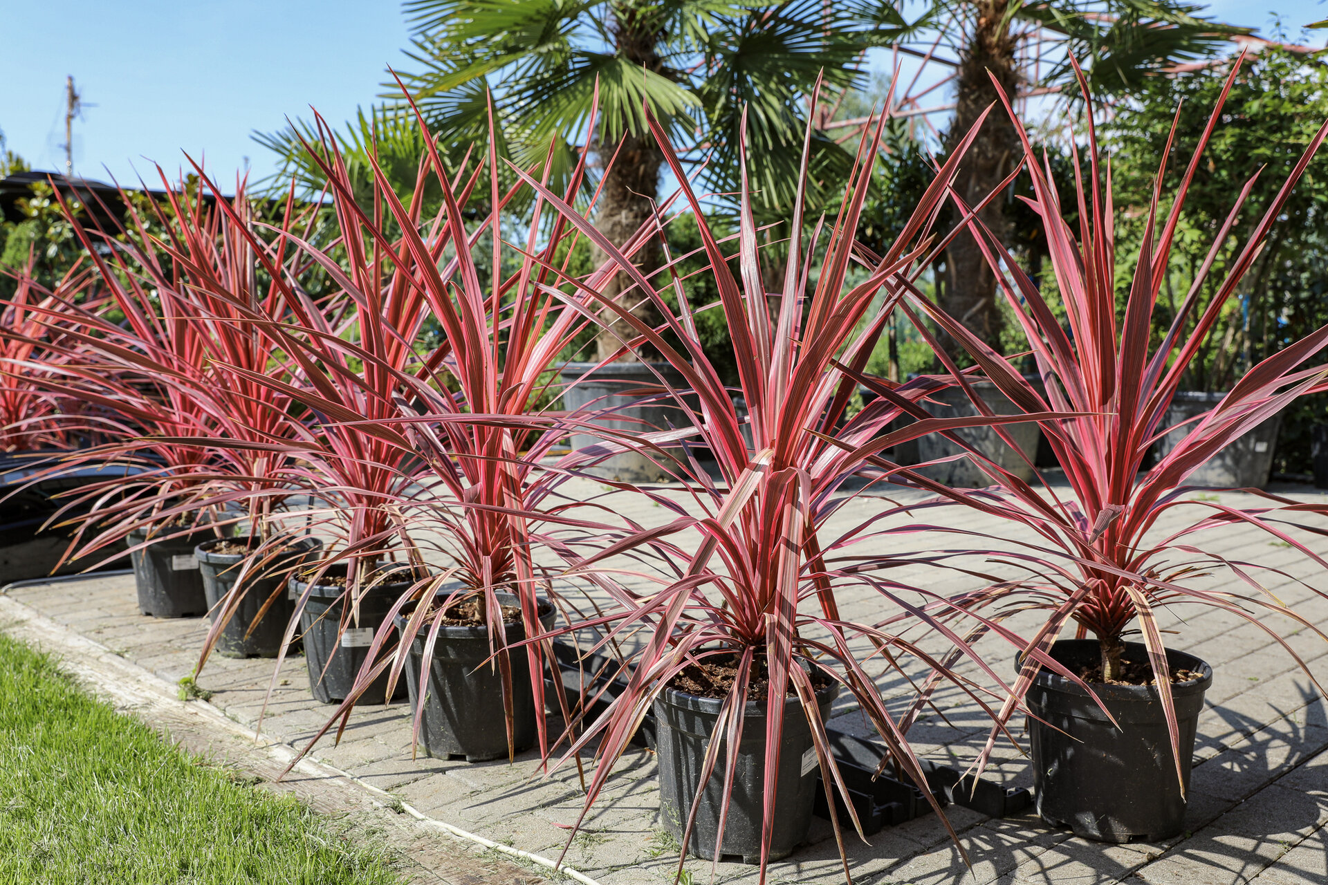 CORDYLINE