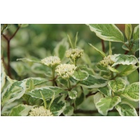 CORNUS ALBA ´SIBIRICA VARIEGATA´