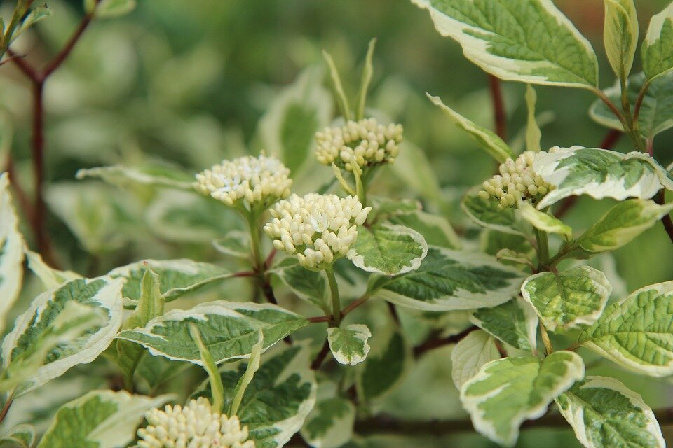 CORNUS ALBA ´SIBIRICA VARIEGATA´