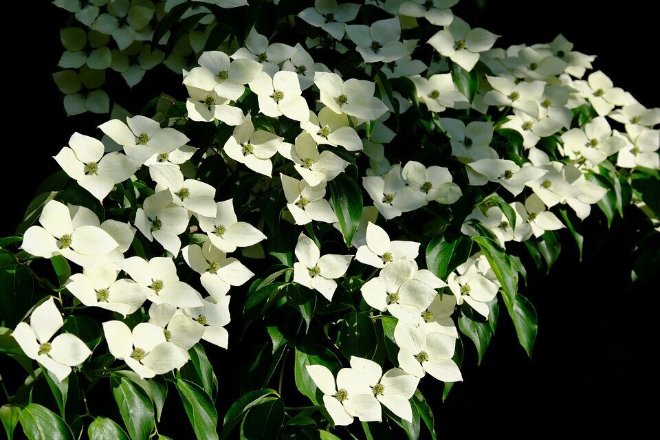 CORNUS KOUSA ´MILKY WAY´