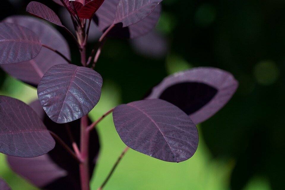 COTINUS COGGYGRIA ´ROYAL PURPLE´