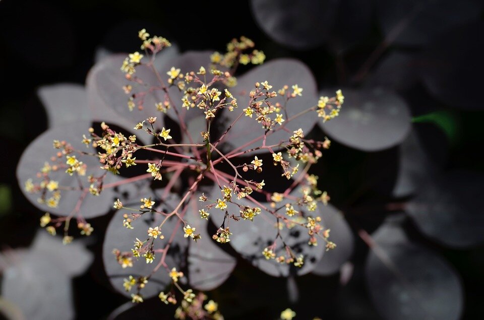COTINUS COGGYGRIA ´LILLA´