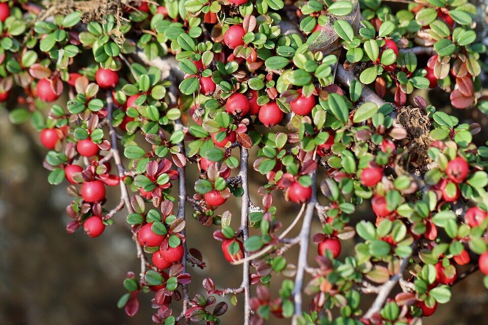 COTONEASTER HORIZONTALIS