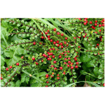 COTONEASTER X SUECICUS ´CORAL BEAUTY´