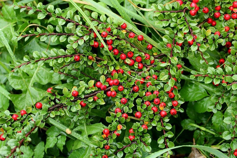 COTONEASTER X SUECICUS ´CORAL BEAUTY´