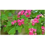 CRATAEGUS LAEVIGATA ´PAUL‘S SCARLETT´