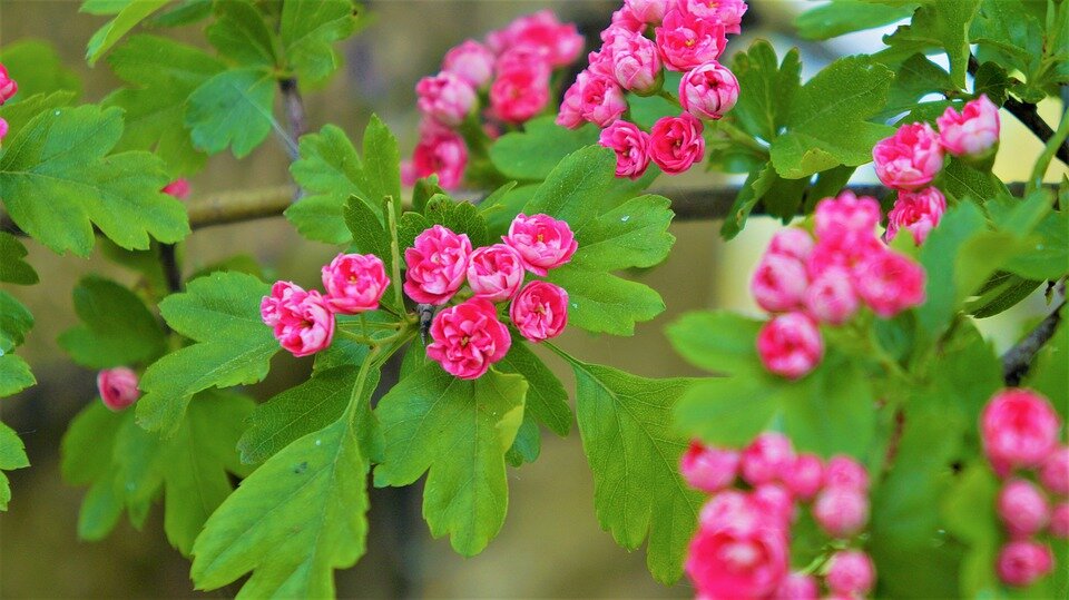 CRATAEGUS LAEVIGATA ´PAUL‘S SCARLETT´