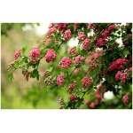 CRATAEGUS LAEVIGATA ´PAUL‘S SCARLETT´