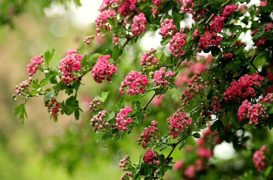 CRATAEGUS LAEVIGATA ´PAUL‘S SCARLETT´
