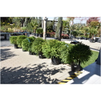 CRYPTOMERIA JAP. ´GLOBOSA NANA´