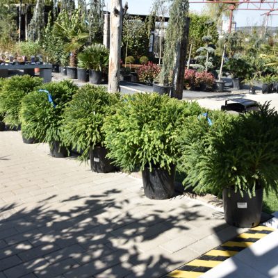 CRYPTOMERIA JAP. ´GLOBOSA NANA´