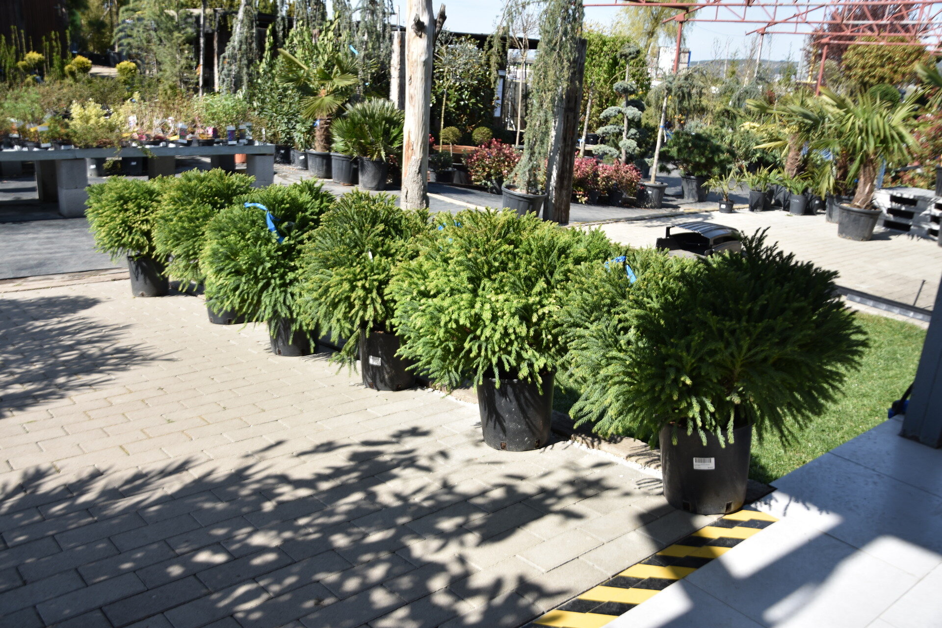 CRYPTOMERIA JAP. ´GLOBOSA NANA´
