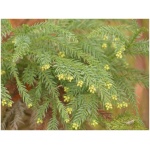 CRYPTOMERIA JAP. ´VILMORINIANA´