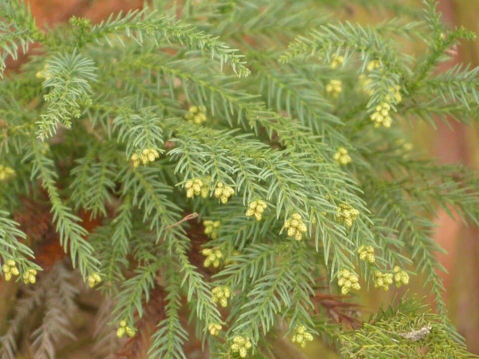 CRYPTOMERIA JAP. ´VILMORINIANA´