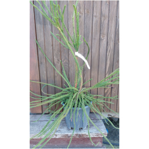 CRYPTOMERIA JAPONICA ARAUCARIOIDES