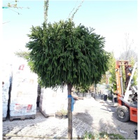 CRYPTOMERIA JAPONICA ´LITTLE DIAMOND´