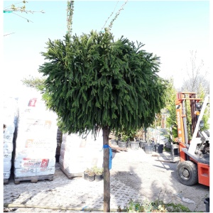 CRYPTOMERIA JAPONICA ´LITTLE DIAMOND´