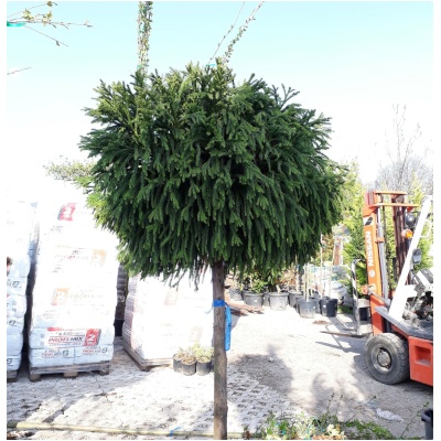 CRYPTOMERIA JAPONICA ´LITTLE DIAMOND´