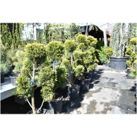 CUPRESSOCYPARIS LEY. ´CASTLEWELLAN GOLD´