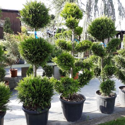 CUPRESSOCYPARIS LEYLANDII GOLD RIDER