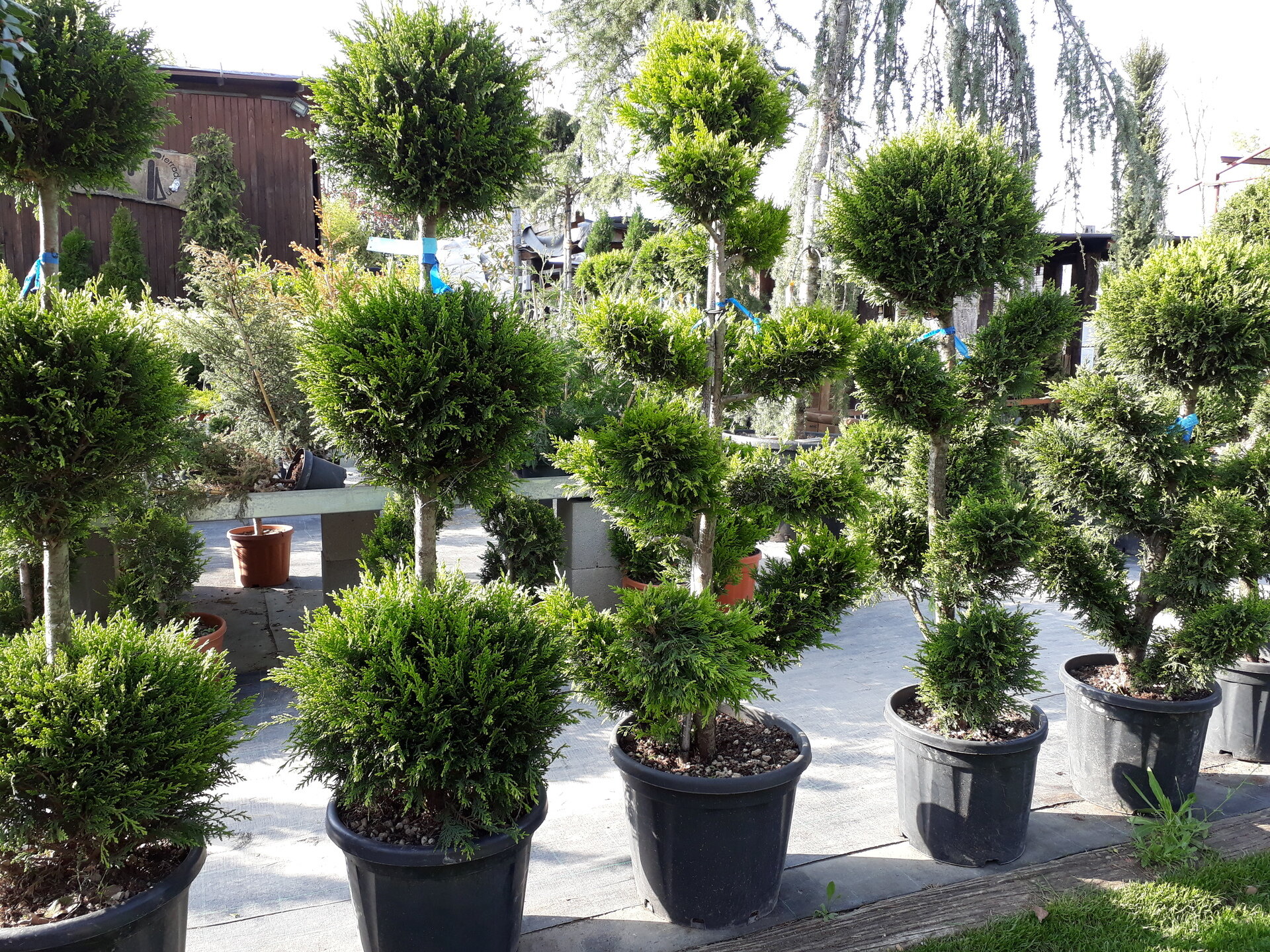 CUPRESSOCYPARIS LEYLANDII GOLD RIDER