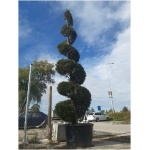 Cupressocyparis leylandii 400/450 špirála