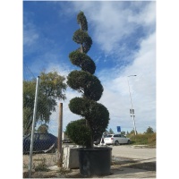 Cupressocyparis leylandii 400/450 špirála